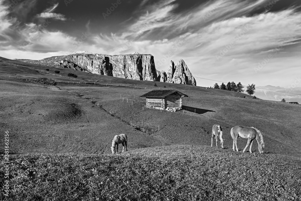 Famous Alpe di Siusi - Seiser Alm with Sassolungo - Langkofel mountain group in background at sunset