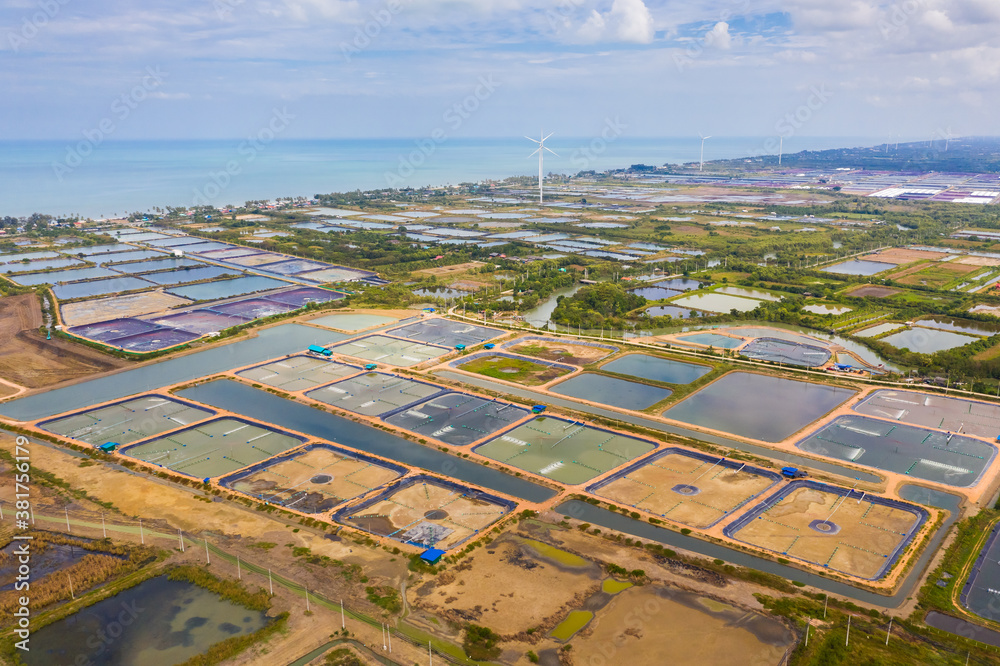 tiger prawn farm or shrimp farming in Nakhon si Thammarat province in south of Thailand