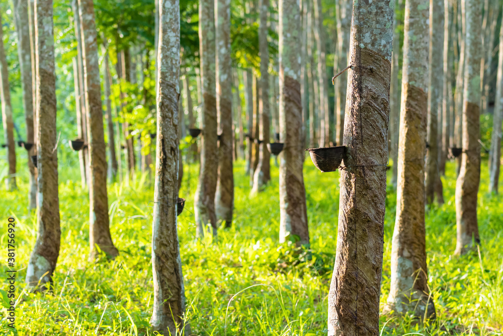 Agricultural rubber tree (Hevea Brasiliensis) with beautiful sunbeam in morning in southern of Thail