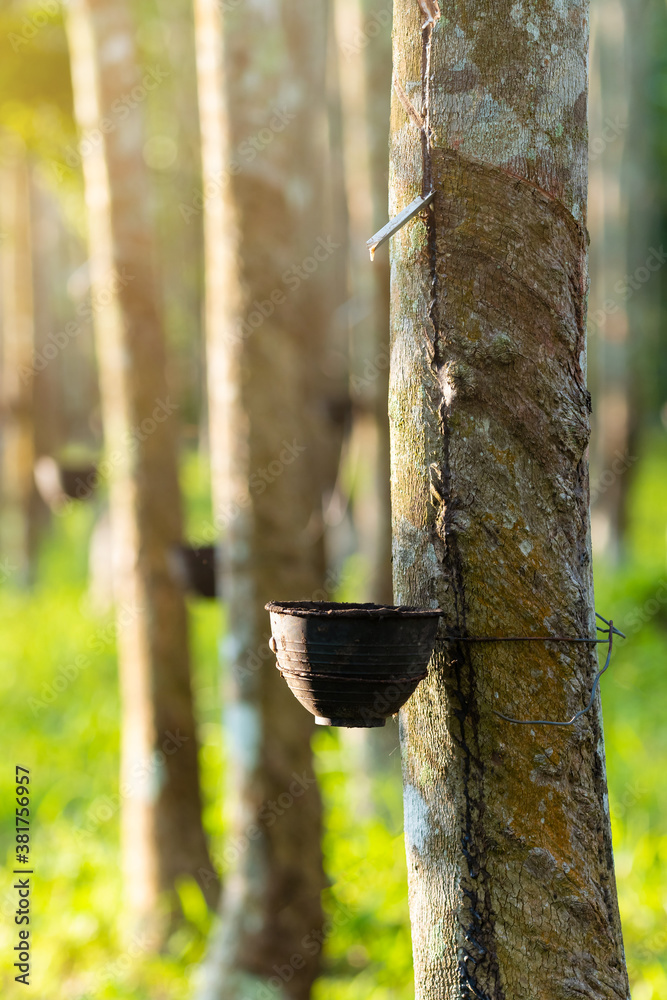 Agricultural rubber tree (Hevea Brasiliensis) with beautiful sunbeam in morning in southern of Thail