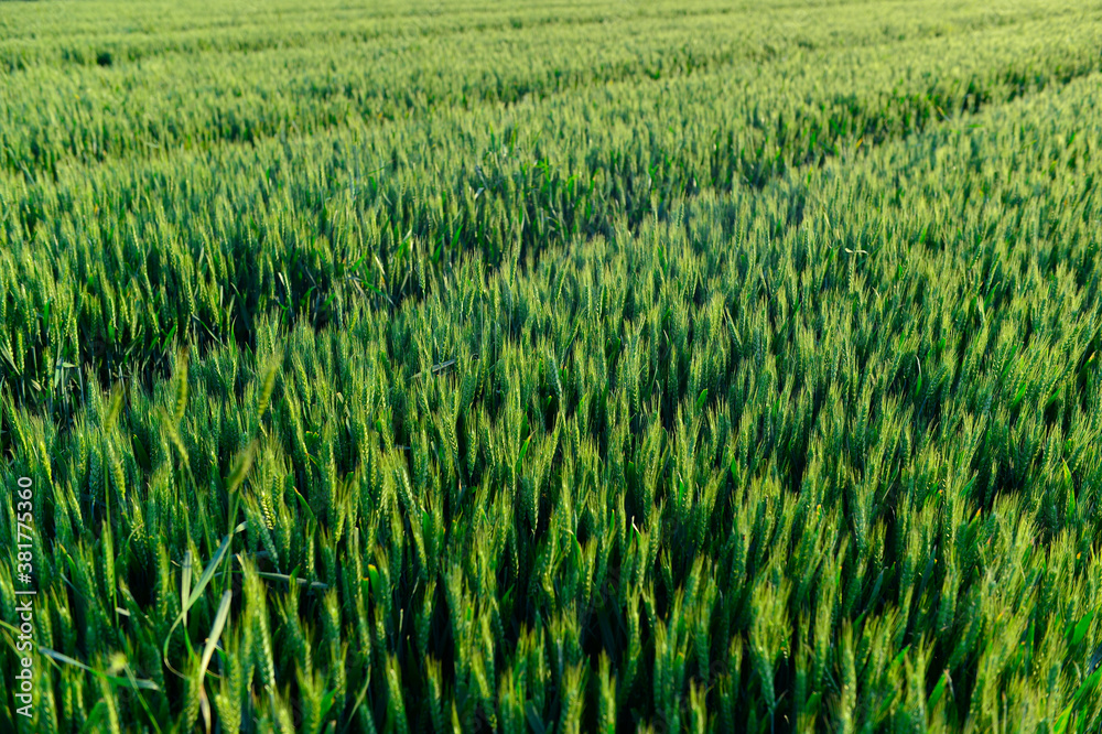 Wheat in the fields, green