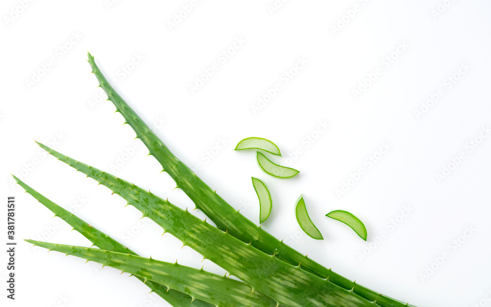 Aloe Vera on a white background