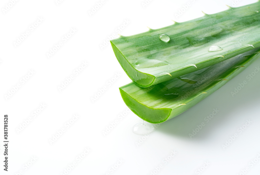 Aloe Vera on a white background