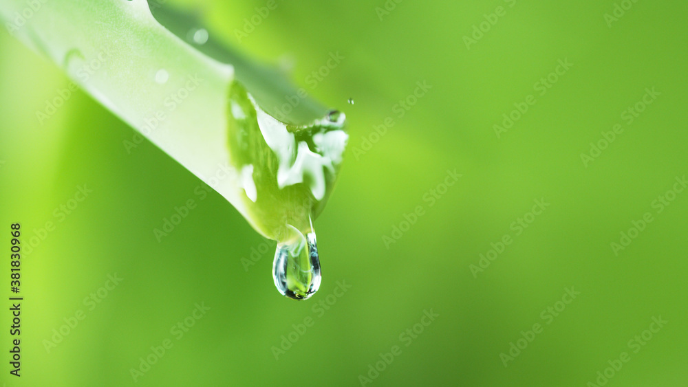 Water drops on aloe vera flower, soft background