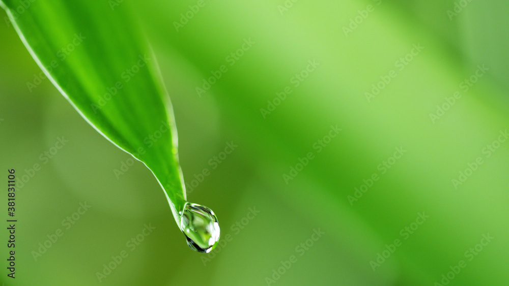 Water drops on the green leaf, soft background