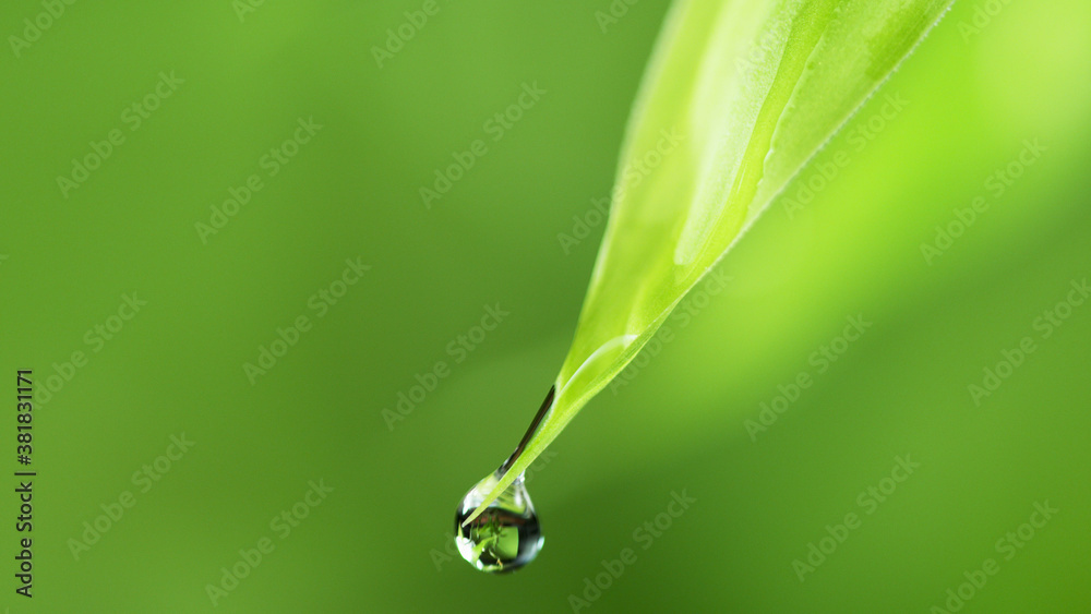 Water drops on the green leaf, soft background