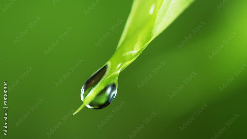 Water drops on the green leaf, soft background