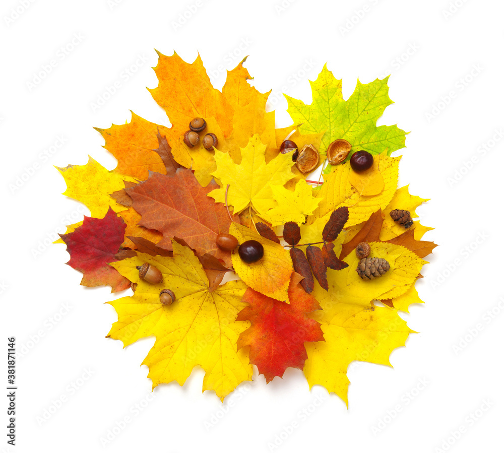 Autumn composition. Colorful leaves isolated on white