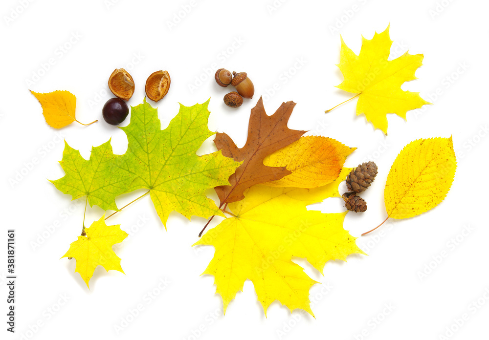 Autumn composition. Colorful leaves isolated on white