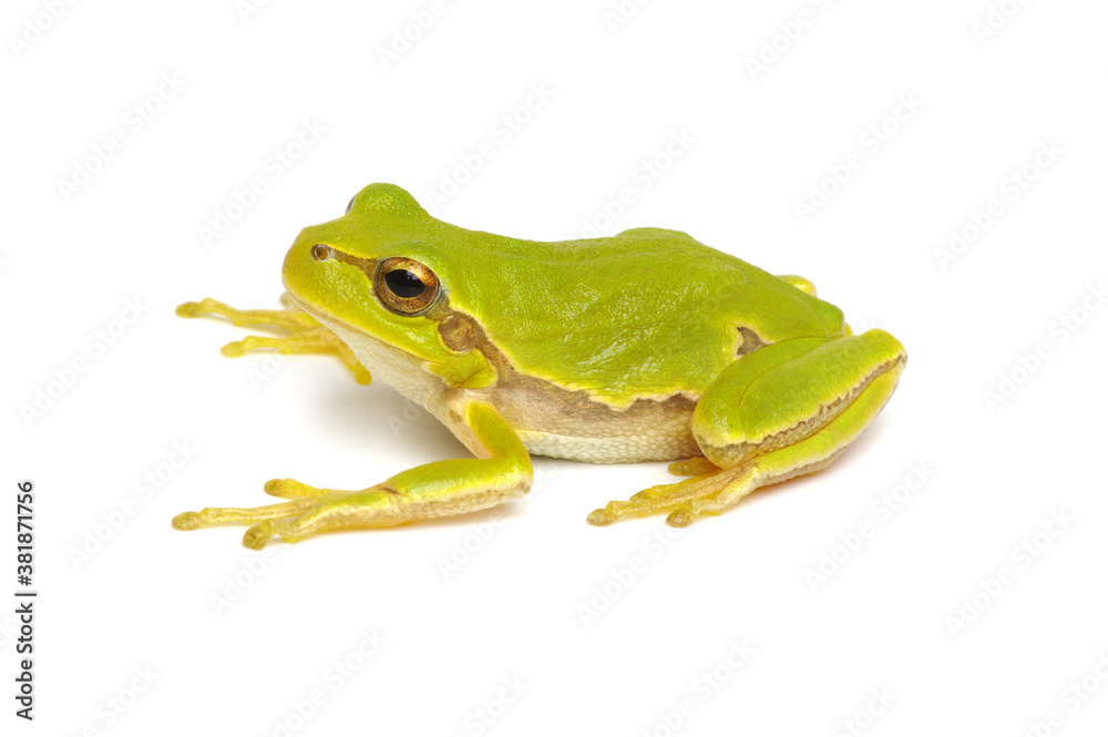 Green tree frog isolated on white