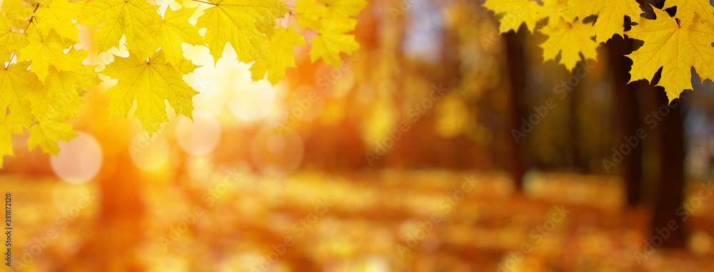  Autumn leaves on the sun and trees