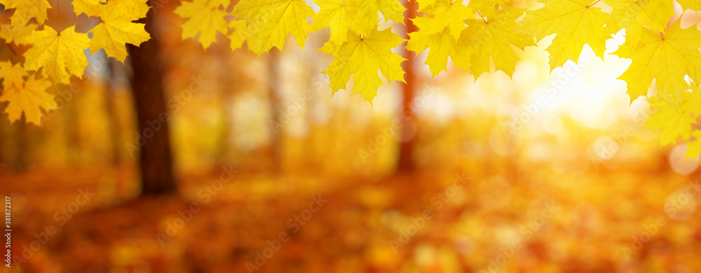  Autumn leaves on the sun and trees