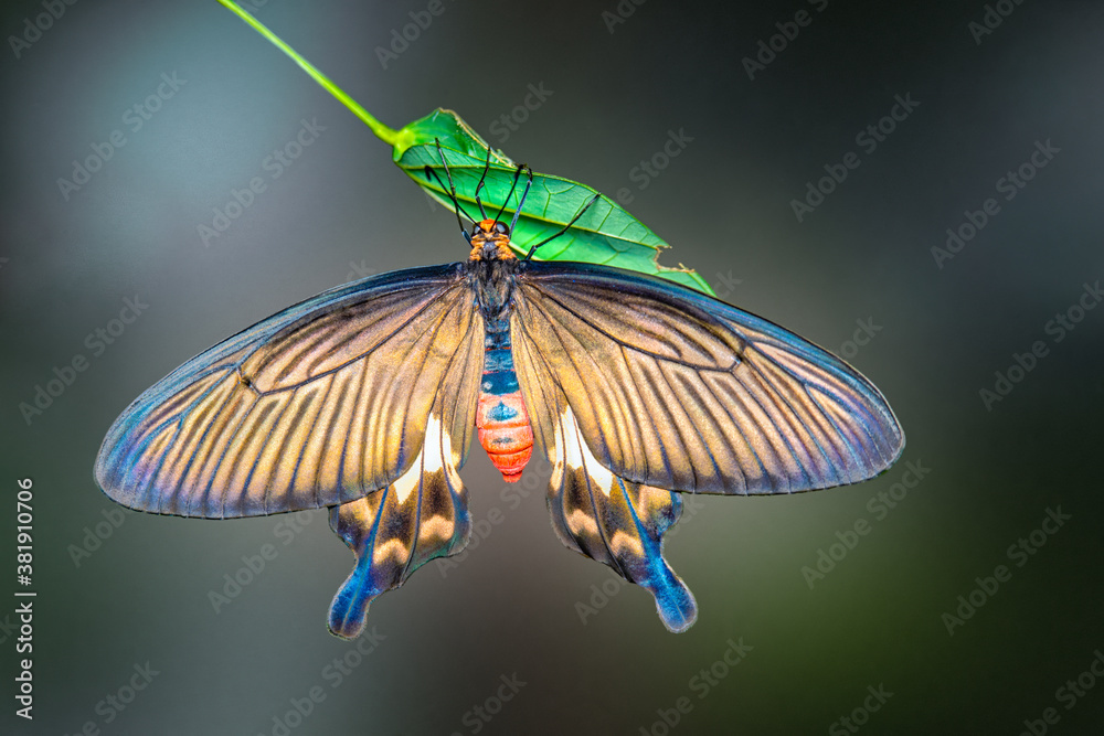 Beautiful Papilionidae or Swallowtail butterfly hanging on green leaf.