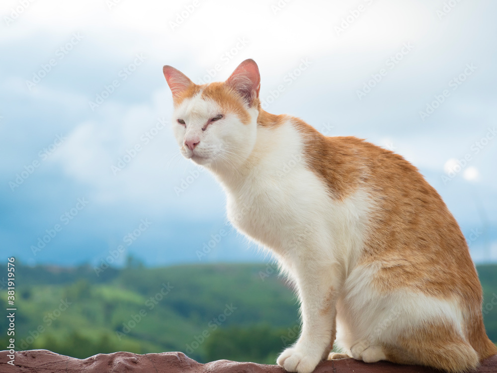 The cat on the house enjoying nature, the cat and the beautiful landscape.