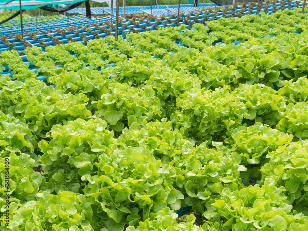 green oak lettuce in hydroponic greenhouse, green fresh oak lettuce salad, organic hydroponic vegeta