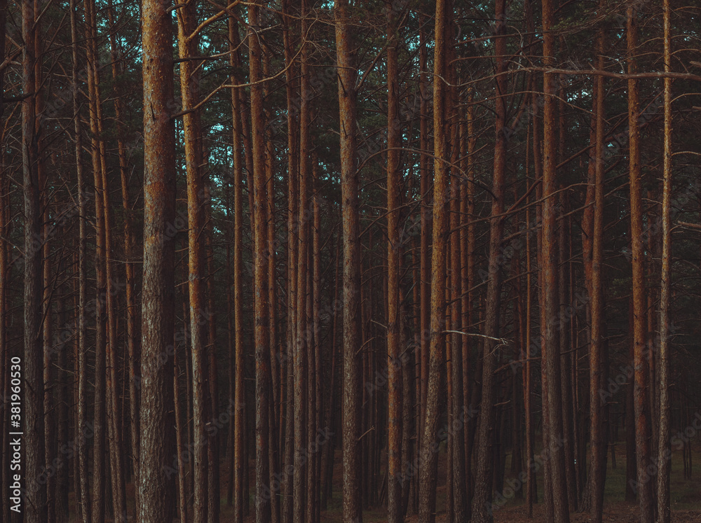 Background of beautiful morning pine forest