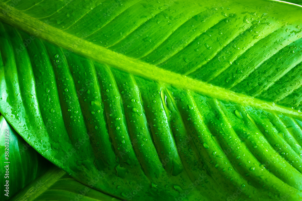 closeup  view of green leaf in garden, dark wallpaper concept, nature background, tropical leaf