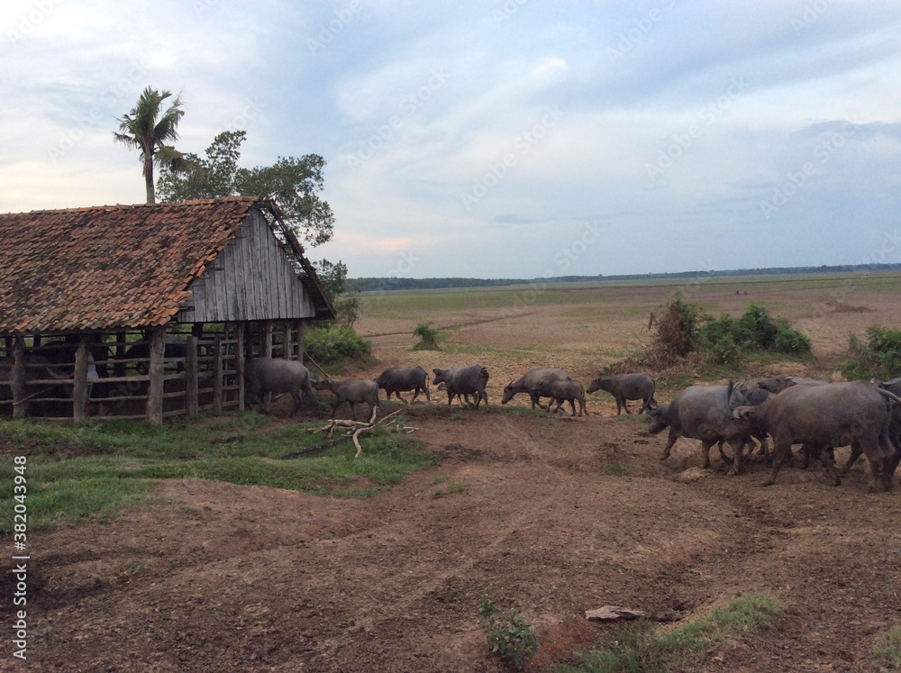 buffalo farm located in Banyuasin district