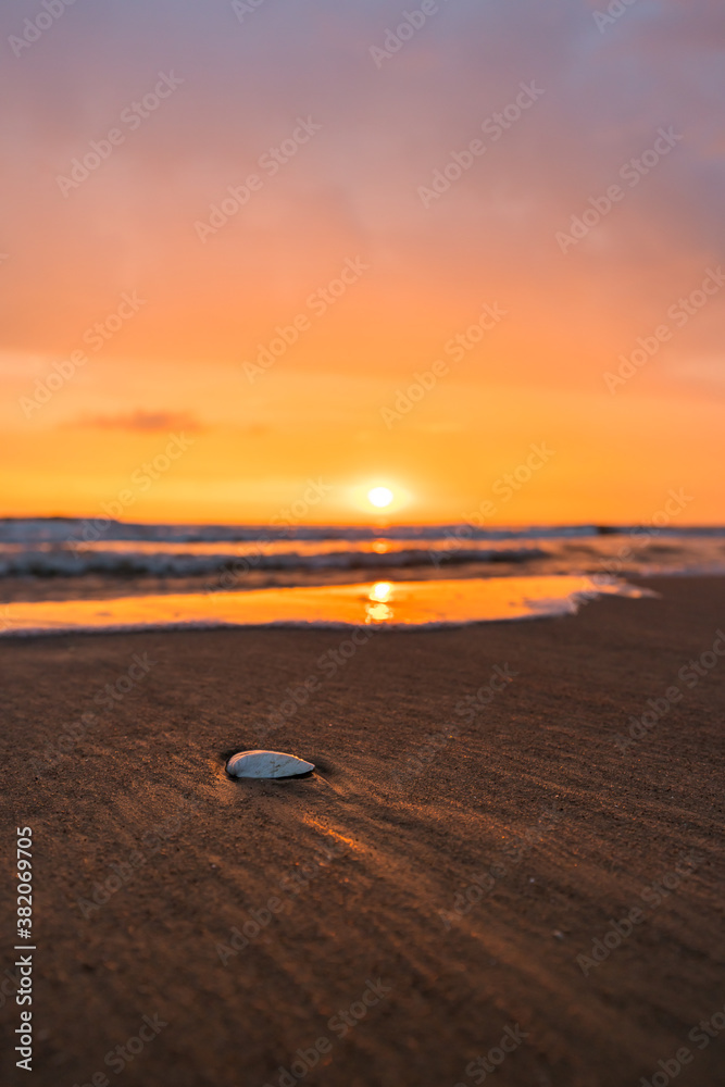 Sea shell at a beach at a beautiful sunrise