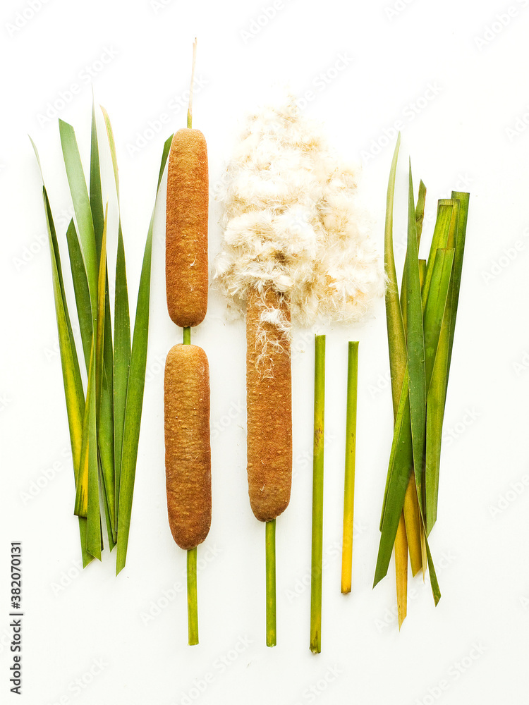 Typha bulrush on white