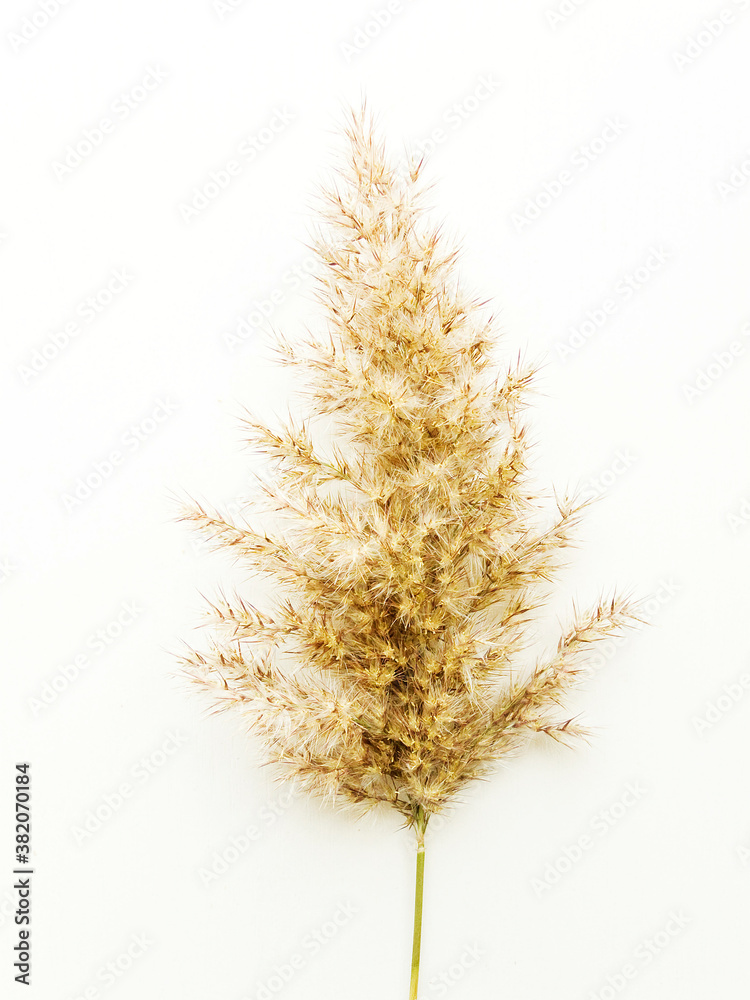 Phragmites on white