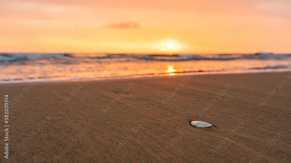 Sea shell at a beach at a beautiful sunrise