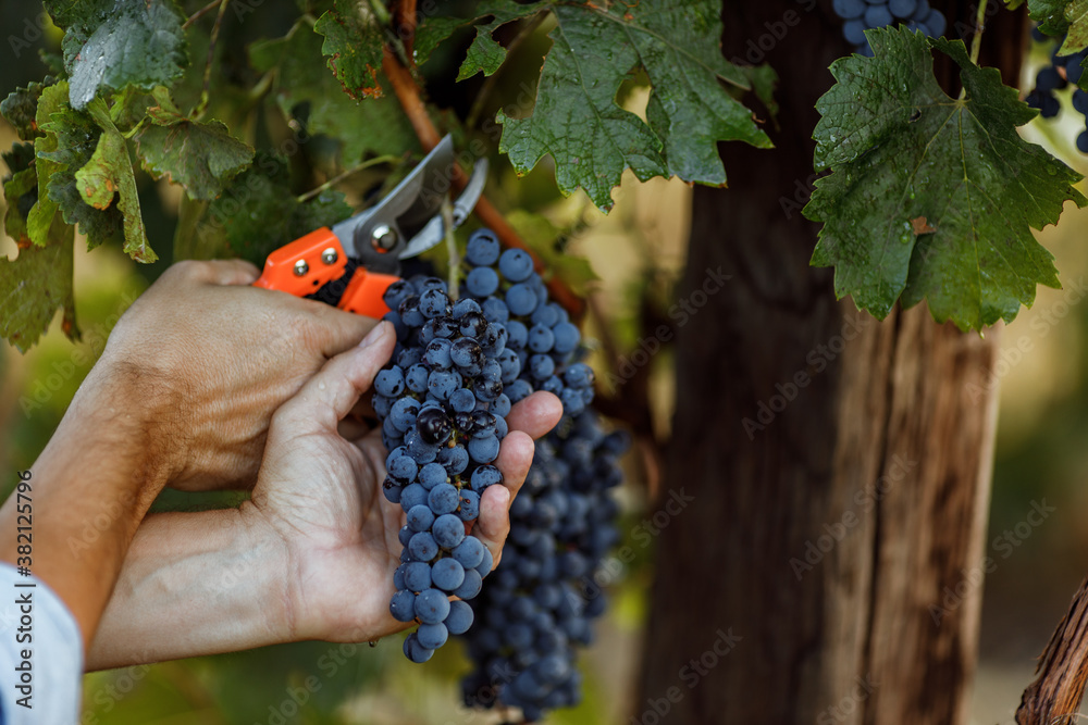 Using garden shears, cutting.