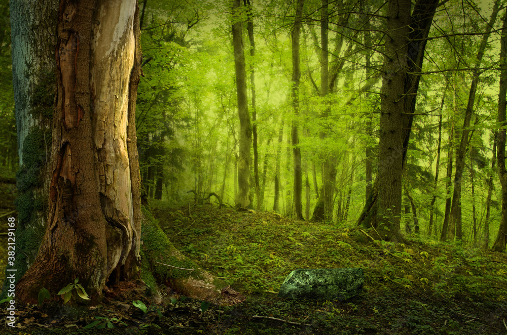 Landscape with old tree in forest