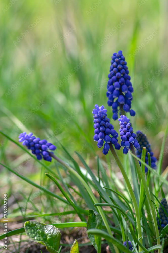 Muscari armeniacum flowering plant, blue spring bulbous grape hyacinth flowers in bloom in the garde