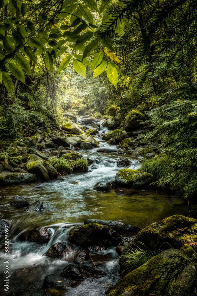 A river winds through a thick old-growth forest.