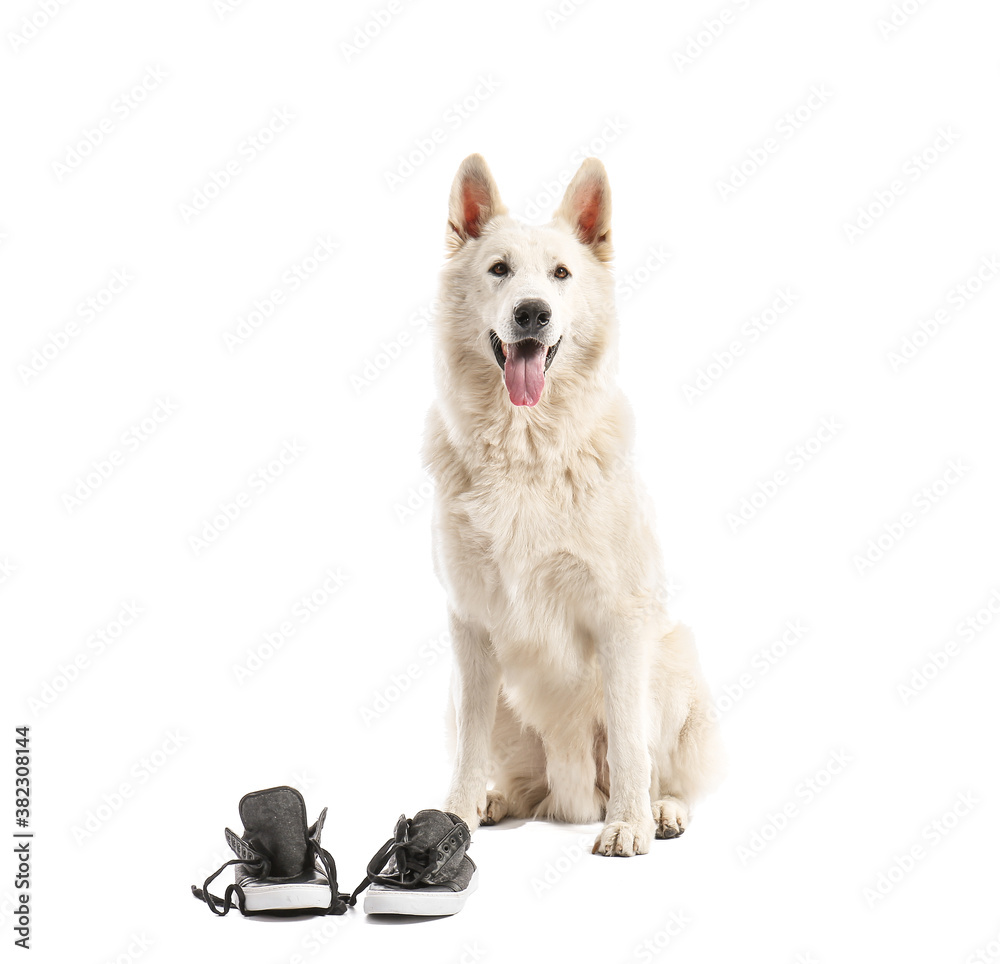 Funny naughty dog with shoes on white background