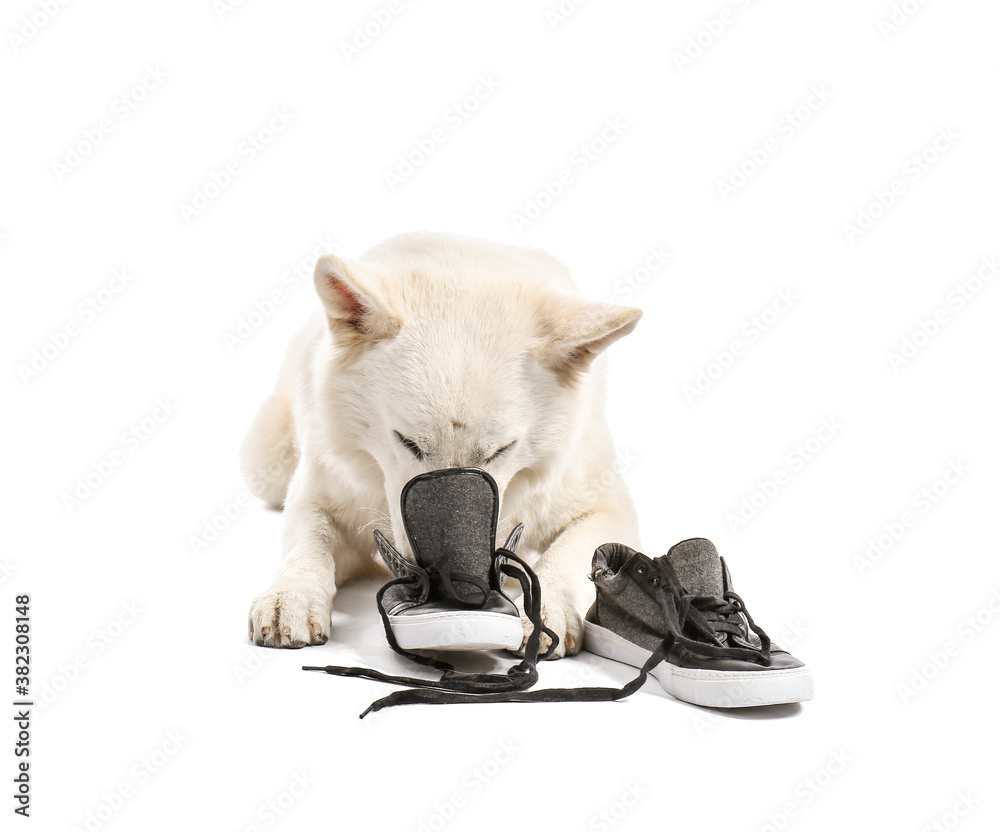 Funny naughty dog playing with shoes on white background