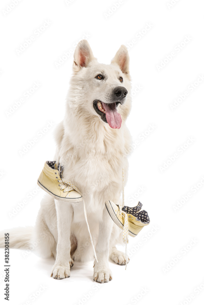 Funny naughty dog with shoes on white background