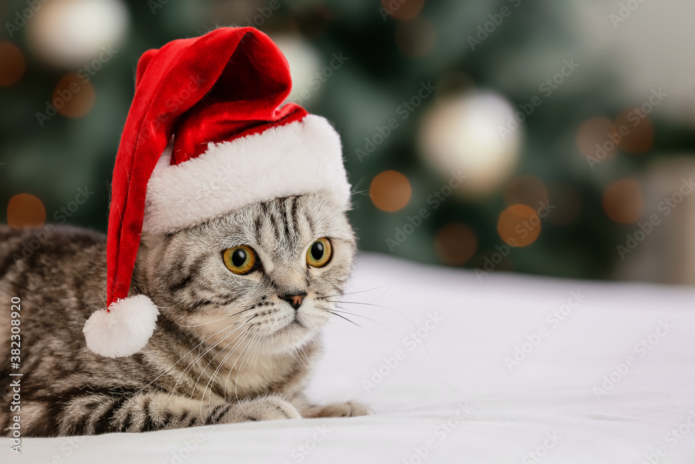 Cute funny cat in Santa hat at home on Christmas eve