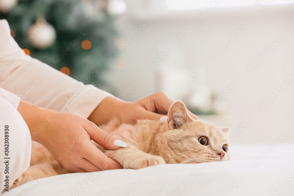 Cute funny cat with owner at home on Christmas eve