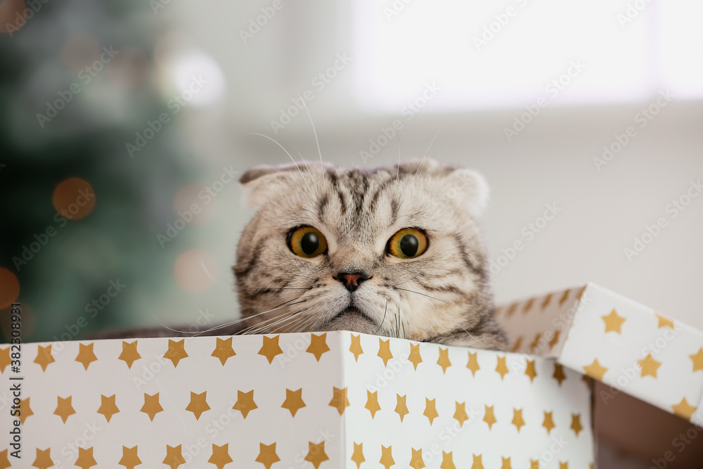 Cute funny cat in Christmas gift box at home