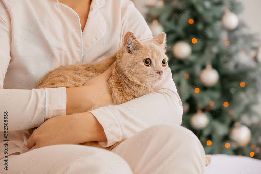 Cute funny cat with owner at home on Christmas eve