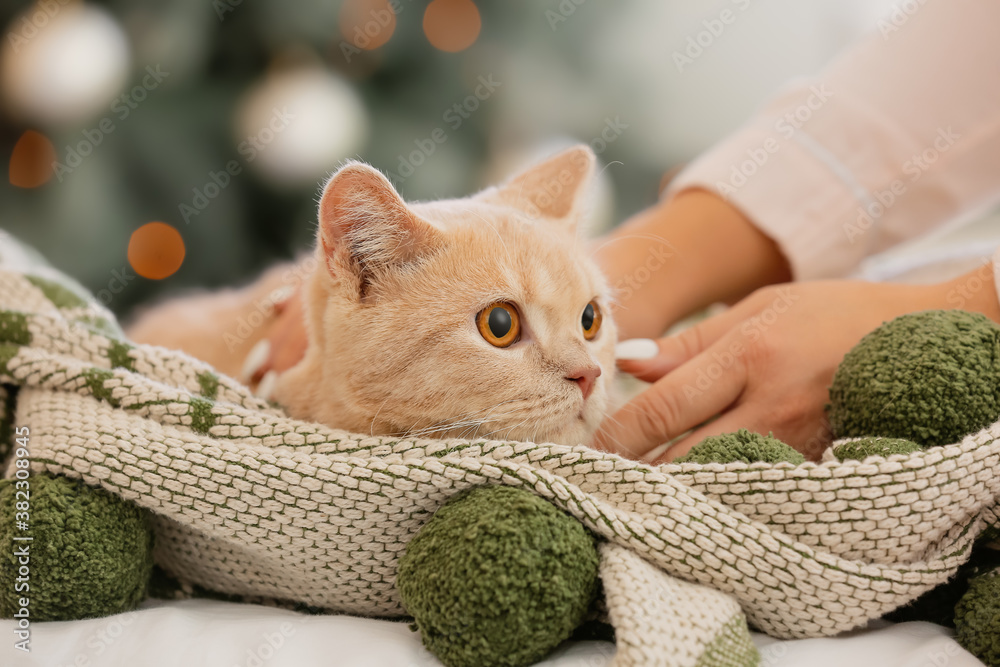 Cute funny cat with owner at home on Christmas eve