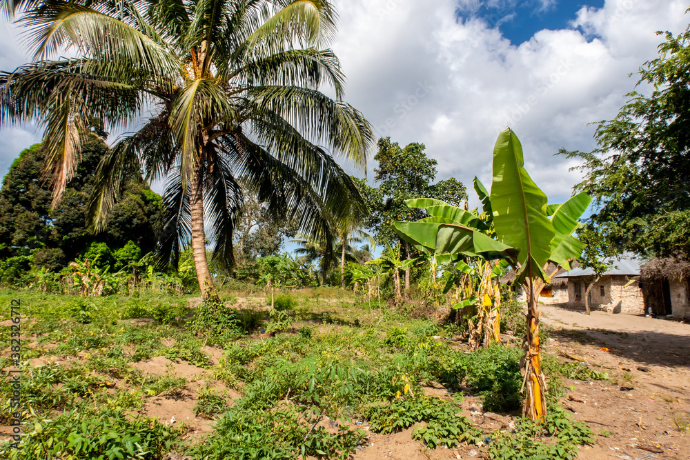 Small African village on Pemba Island, Tanzania, with banana trees, palm trees, small vegetable patc