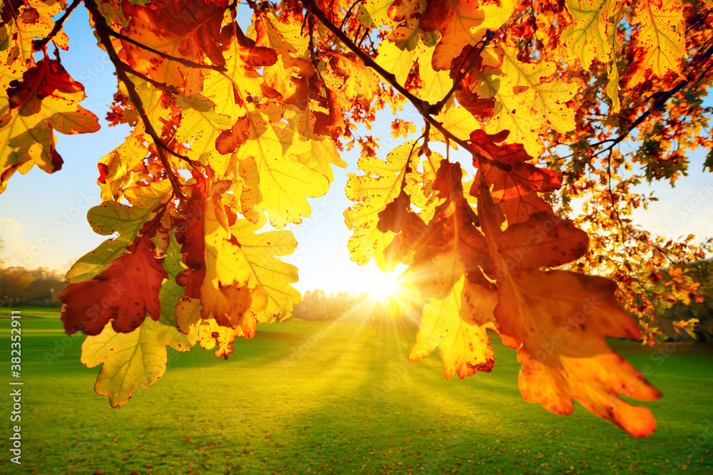 Nature scenery in a park: the setting autumn sun illuminating yellow oak leaves on a green meadow