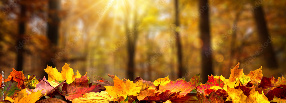 Closeup of autumn leaves on the ground in a forest, defocused trees with golden foliage and beautifu