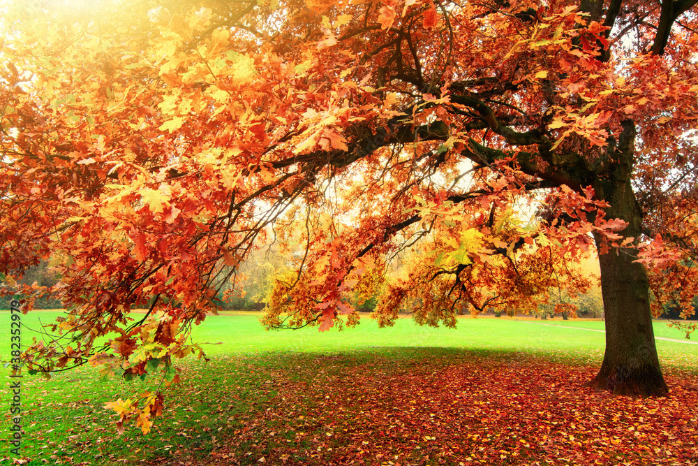 Tranquil autumn scenery showing a beautiful oak tree with colorful leaves standing on a meadow in a 