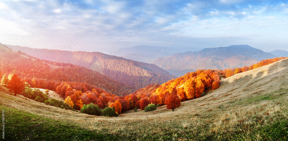 Panorama of picturesque autumn mountains with red beech forest in the foreground. Landscape photogra