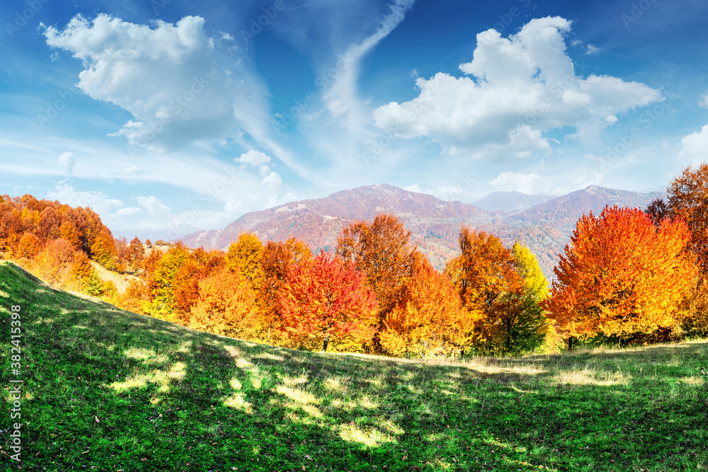 Panorama of picturesque autumn mountains with red beech forest in the foreground. Landscape photogra