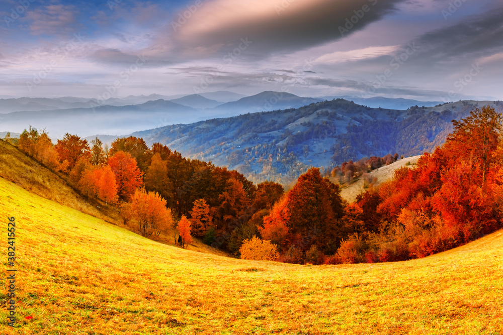 Panorama of picturesque autumn mountains with red beech forest in the foreground. Landscape photogra