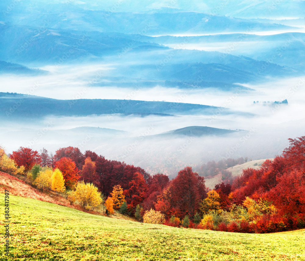 Panorama of picturesque autumn mountains with red beech forest on the foreground and foggy ranges on