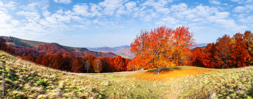 Panorama of picturesque autumn mountains with red cherry tree and orange beech forest in the foregro