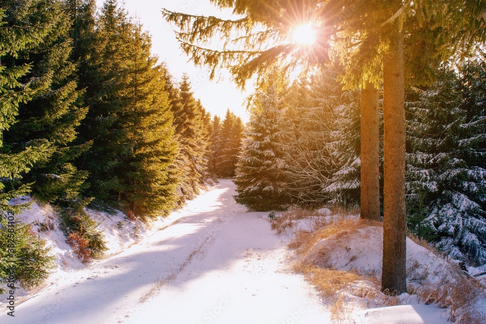 阳光明媚的冬季森林中的雪地小路。