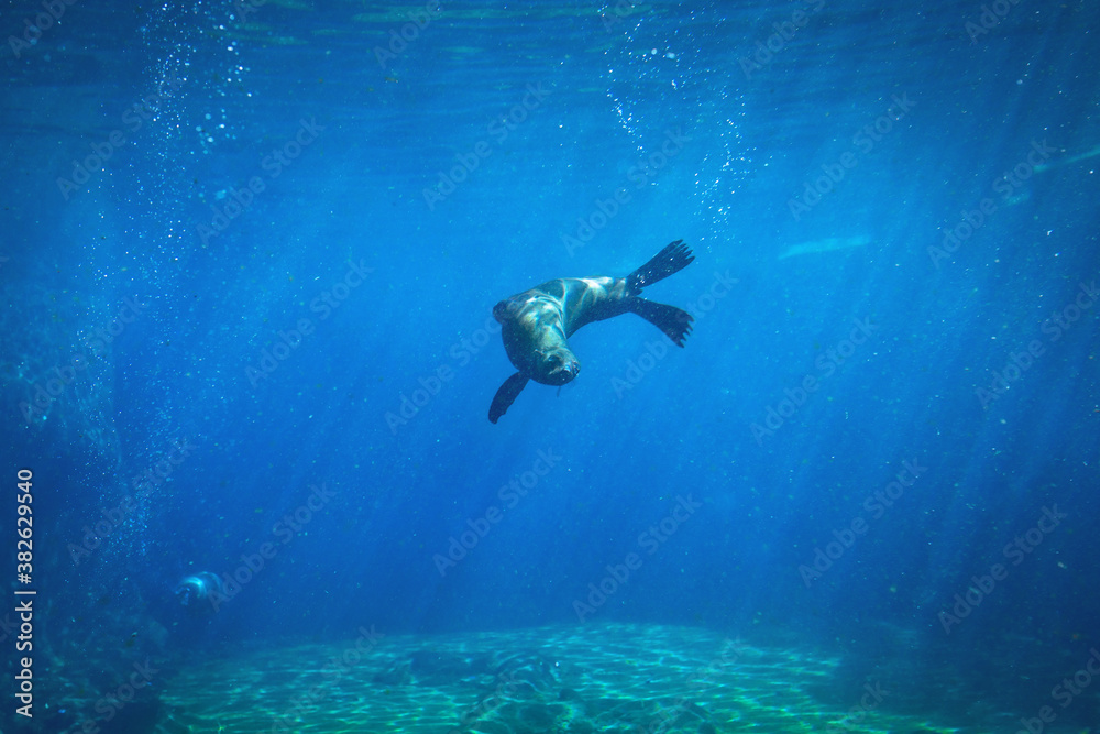 海豹在天然水族馆的水下游泳