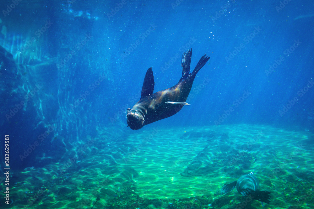 海豹在天然水族馆的水下游泳